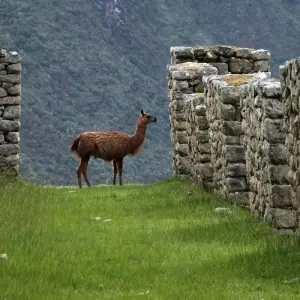 Explore Machu Picchu - Ausangate to Rainbow Mountain Trek 4 Days. for 4 days with Alpaca Expeditions and discover unforgettable experiences - Photo 7