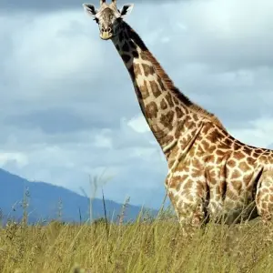 Explore Best of mikumi national park for 3 days with Almighty Kilimanjaro and discover unforgettable experiences - Photo 3