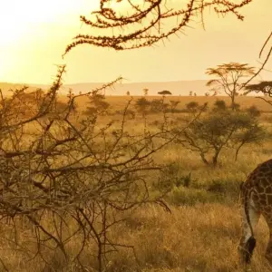 Explore 5 days walking Safari for 5 days with Almighty Kilimanjaro and discover unforgettable experiences - Photo 4