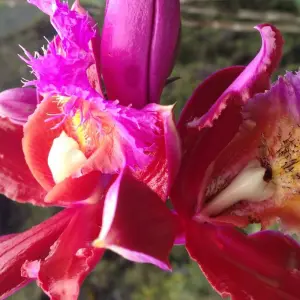 Explore Inca Trail 2 Days to Machu Picchu with Hotel for 2 days with Alpaca Expeditions and discover unforgettable experiences - Photo 5