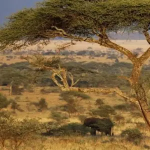 Explore 5 days walking Safari for 5 days with Almighty Kilimanjaro and discover unforgettable experiences - Photo 5