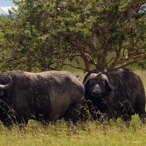 Explore Best of mikumi national park for 3 days with Almighty Kilimanjaro and discover unforgettable experiences - Photo 4