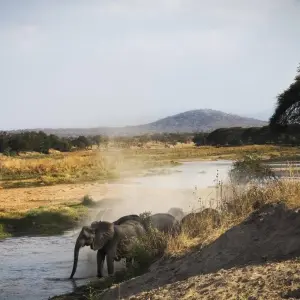 Explore Ruaha national park - 3 days for 3 days with Almighty Kilimanjaro and discover unforgettable experiences - Photo 4