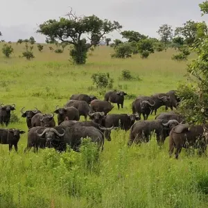 Explore Best of mikumi national park for 3 days with Almighty Kilimanjaro and discover unforgettable experiences - Photo 5