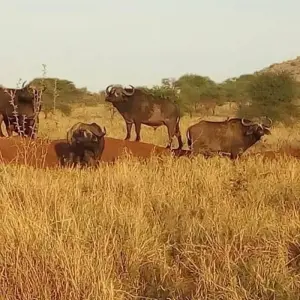 Explore Kenya- 4 days masai mara express for 4 days with Almighty Kilimanjaro and discover unforgettable experiences - Photo 3