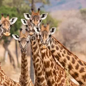 Explore Ruaha national park - 3 days for 3 days with Almighty Kilimanjaro and discover unforgettable experiences - Photo 5