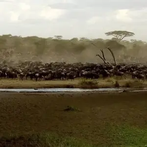 Explore Kenya-7 days featuring classic safari for 7 days with Almighty Kilimanjaro and discover unforgettable experiences - Photo 5
