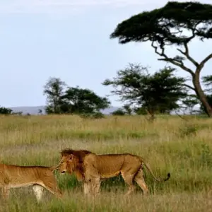 Explore 5 days walking Safari for 5 days with Almighty Kilimanjaro and discover unforgettable experiences - Photo 7