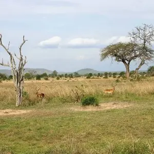 Explore Best of mikumi national park for 3 days with Almighty Kilimanjaro and discover unforgettable experiences - Photo 6