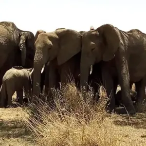 Explore Kenya-7 days featuring classic safari for 7 days with Almighty Kilimanjaro and discover unforgettable experiences - Photo 7