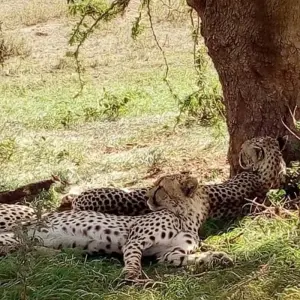 Explore Kenya- 4 days masai mara express for 4 days with Almighty Kilimanjaro and discover unforgettable experiences - Photo 5