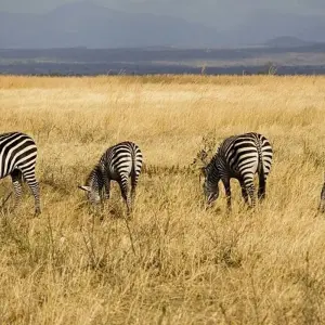 Explore Best of mikumi national park for 3 days with Almighty Kilimanjaro and discover unforgettable experiences - Photo 7