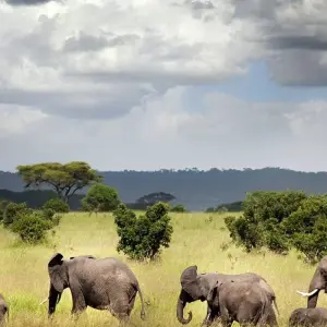 Explore Ruaha national park - 3 days for 3 days with Almighty Kilimanjaro and discover unforgettable experiences - Photo 7