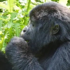 Explore UGANDA- 4 DAYS GORILLA TREKKING for 4 days with Almighty Kilimanjaro and discover unforgettable experiences - Photo 2