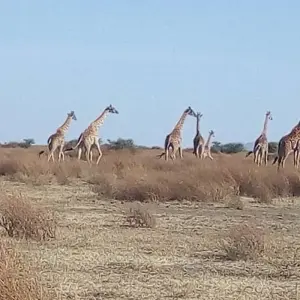 Explore Kenya- 4 days masai mara express for 4 days with Almighty Kilimanjaro and discover unforgettable experiences - Photo 6