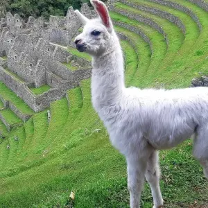 Explore The Inca Trail Experience 8D7N for 8 days with Alpaca Expeditions and discover unforgettable experiences - Photo 10