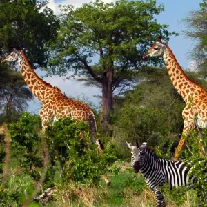 Explore Ruaha national park - 3 days for 3 days with Almighty Kilimanjaro and discover unforgettable experiences - Photo 8