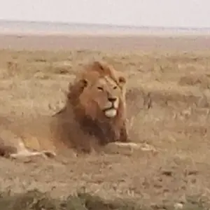 Explore Kenya-7 days featuring classic safari for 7 days with Almighty Kilimanjaro and discover unforgettable experiences - Photo 9