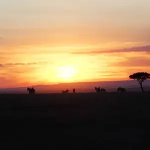 Explore Kenya- 4 days masai mara express for 4 days with Almighty Kilimanjaro and discover unforgettable experiences - Photo 7