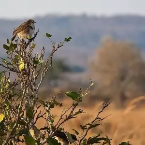 Explore Best of mikumi national park for 3 days with Almighty Kilimanjaro and discover unforgettable experiences - Photo 9