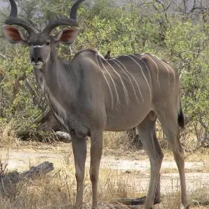 Explore Ruaha national park - 3 days for 3 days with Almighty Kilimanjaro and discover unforgettable experiences - Photo 9