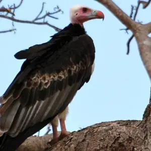 Explore Best of mikumi national park for 3 days with Almighty Kilimanjaro and discover unforgettable experiences - Photo 10