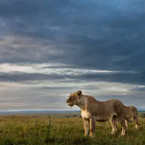 Explore Ruaha national park - 3 days for 3 days with Almighty Kilimanjaro and discover unforgettable experiences - Photo 10
