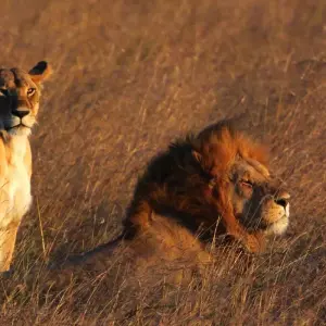 Explore Kenya- 4 days masai mara express for 4 days with Almighty Kilimanjaro and discover unforgettable experiences - Photo 10