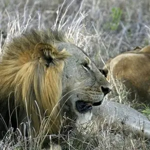 Explore Best of mikumi national park for 3 days with Almighty Kilimanjaro and discover unforgettable experiences - Photo 11