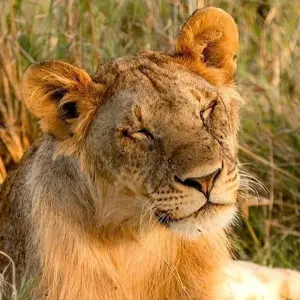 Explore 2 DAYS SAFARI  IN MIKUMI NATIONAL PARK for 2 days with Almighty Kilimanjaro and discover unforgettable experiences - Photo 3