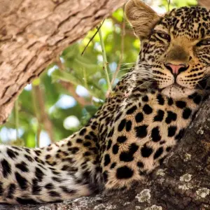 Explore Ruaha national park - 3 days for 3 days with Almighty Kilimanjaro and discover unforgettable experiences - Photo 11