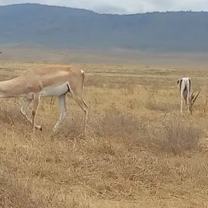 Explore 1 DAY TSAVO EAST NATIONAL PARK -KENYA SAFARI for 1 days with Almighty Kilimanjaro and discover unforgettable experiences - Photo 11