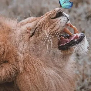 Explore 5 DAYS SOUTHERN TANZANIA CLASSIC SAFARI for 5 days with Almighty Kilimanjaro and discover unforgettable experiences - Photo 5