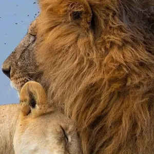 Explore 5 DAYS SOUTHERN TANZANIA CLASSIC SAFARI for 5 days with Almighty Kilimanjaro and discover unforgettable experiences - Photo 6