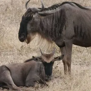 Explore 5 DAYS SOUTHERN TANZANIA CLASSIC SAFARI for 5 days with Almighty Kilimanjaro and discover unforgettable experiences - Photo 7