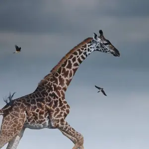 Explore 5 DAYS SOUTHERN TANZANIA CLASSIC SAFARI for 5 days with Almighty Kilimanjaro and discover unforgettable experiences - Photo 9