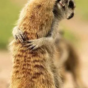 Explore 5 DAYS SOUTHERN TANZANIA CLASSIC SAFARI for 5 days with Almighty Kilimanjaro and discover unforgettable experiences - Photo 10