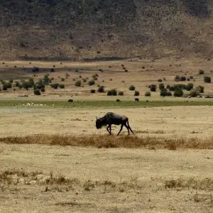 Explore A DAY TRIP TO TARANGIRE NATIONAL PARK for 1 days with Almighty Kilimanjaro and discover unforgettable experiences - Photo 3