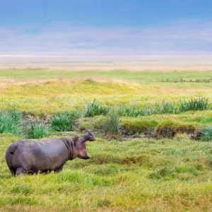 Explore 6 DAYS MIGRATION LODGING SAFARI for 6 days with Almighty Kilimanjaro and discover unforgettable experiences - Photo 4