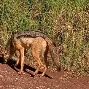 Explore 5 DAY BIG FIVE  SAFARI for 5 days with Almighty Kilimanjaro and discover unforgettable experiences - Photo 2