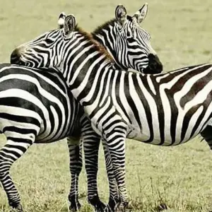 Explore 6 DAYS MIGRATION LODGING SAFARI for 6 days with Almighty Kilimanjaro and discover unforgettable experiences - Photo 5