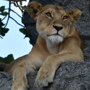 Explore 2 DAY NORTHERN TANZANIA SAFARI EXTENSION for 2 days with Almighty Kilimanjaro and discover unforgettable experiences - Photo 4