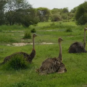 Explore 6 DAYS MIGRATION LODGING SAFARI for 6 days with Almighty Kilimanjaro and discover unforgettable experiences - Photo 7