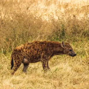 Explore A DAY TRIP TO NGORONGORO CRATER for 1 days with Almighty Kilimanjaro and discover unforgettable experiences - Photo 9