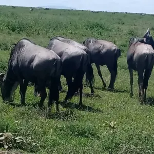 Explore 5 DAY BIG FIVE  SAFARI for 5 days with Almighty Kilimanjaro and discover unforgettable experiences - Photo 5
