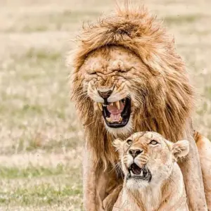 Explore 2 DAY NORTHERN TANZANIA SAFARI EXTENSION for 2 days with Almighty Kilimanjaro and discover unforgettable experiences - Photo 6