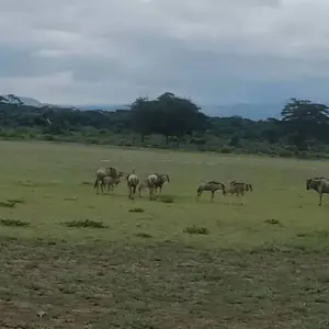 Explore SIX DAYS NORTHERN TANZANIA LODGING MIGRATION SAFARI for 6 days with Almighty Kilimanjaro and discover unforgettable experiences - Photo 6
