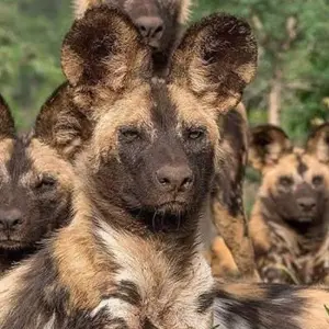 Explore A DAY TRIP TO TARANGIRE NATIONAL PARK for 1 days with Almighty Kilimanjaro and discover unforgettable experiences - Photo 11