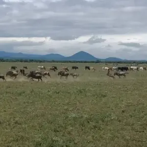 Explore SIX DAYS NORTHERN TANZANIA LODGING MIGRATION SAFARI for 6 days with Almighty Kilimanjaro and discover unforgettable experiences - Photo 8
