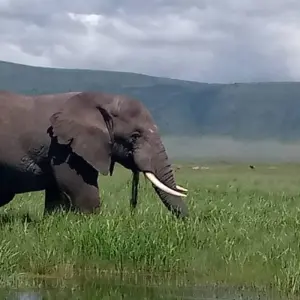 Explore 2 DAYS CAMPING SAFARI for 2 days with Almighty Kilimanjaro and discover unforgettable experiences - Photo 11